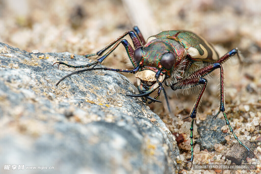 捕食中的多彩甲蟲