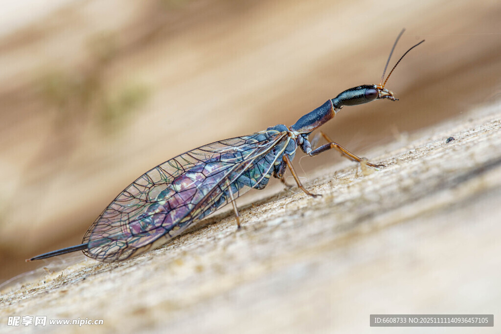 色彩斑斕的奇異昆蟲