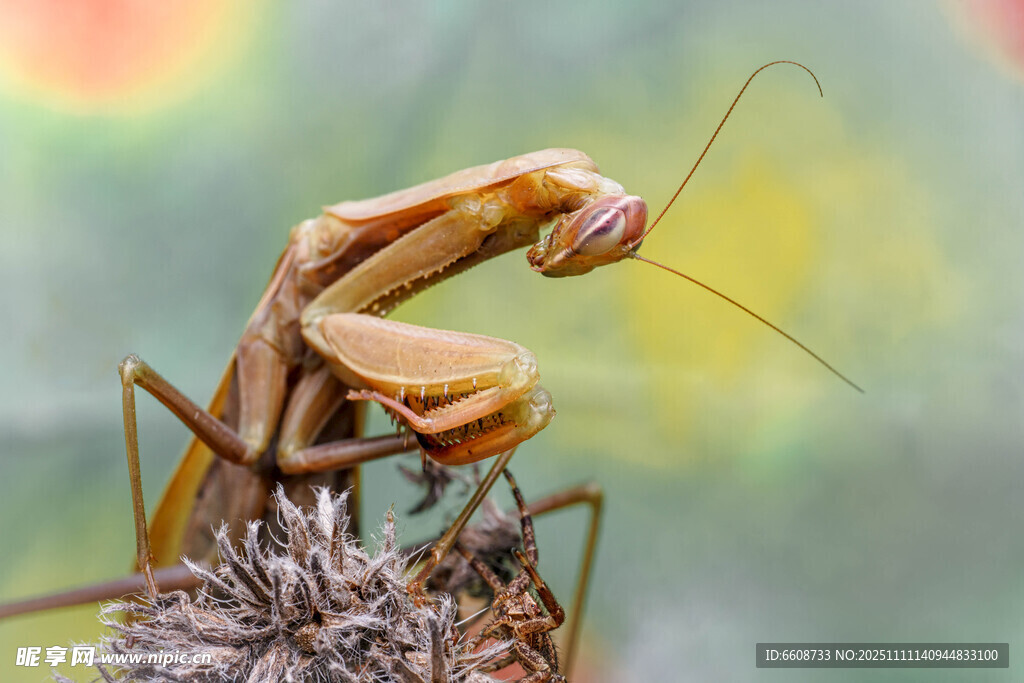 螳螂特寫