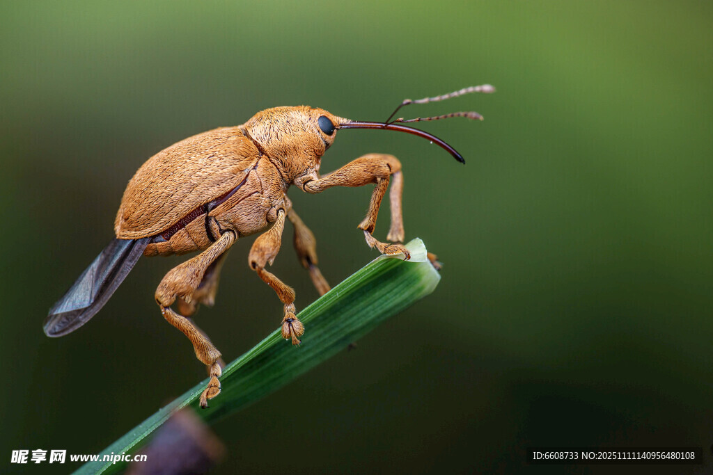 甲蟲棲息于綠葉之上