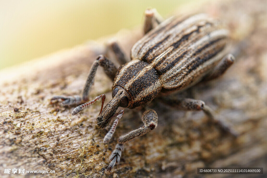 樹干上的長鼻甲蟲