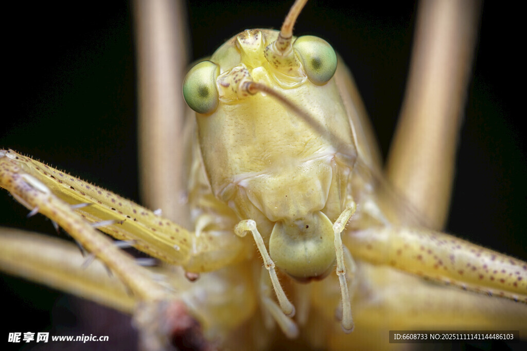 特寫(xiě)黃綠色螞蚱的頭部