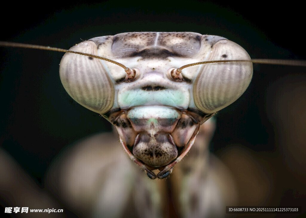 螳螂頭部特寫