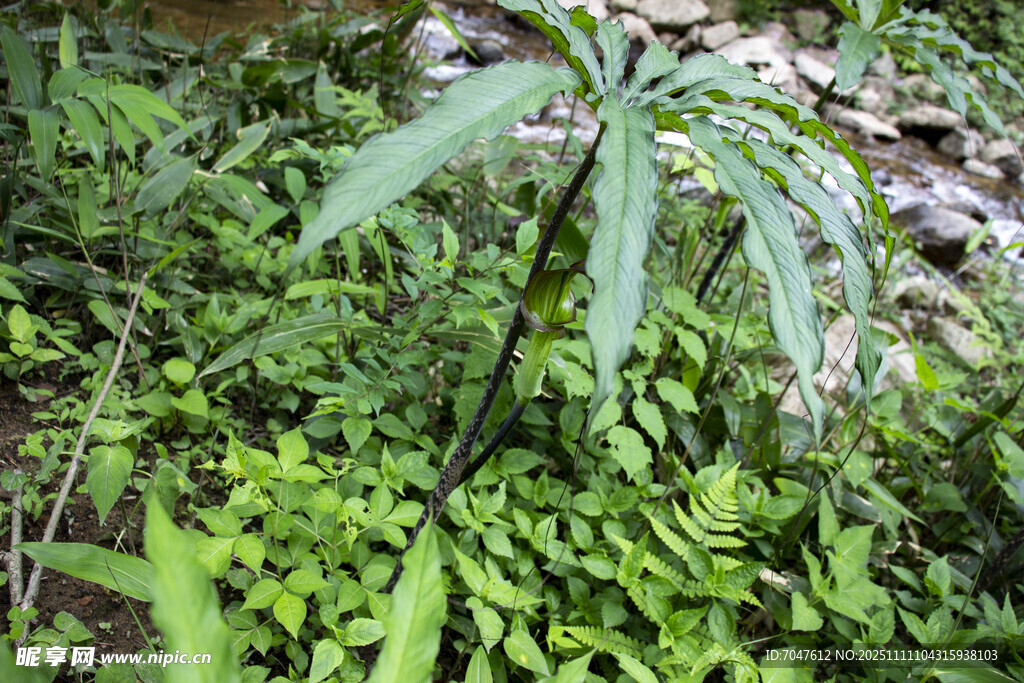 一把傘南星野外生長的綠色植物
