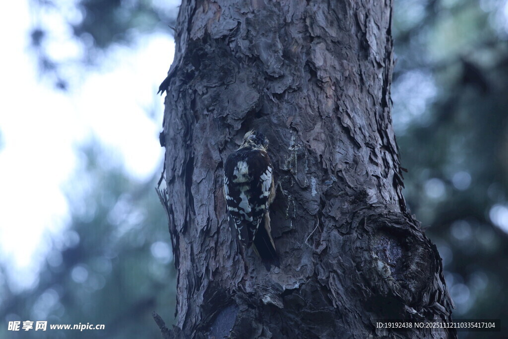  松樹(shù)樹(shù)干 