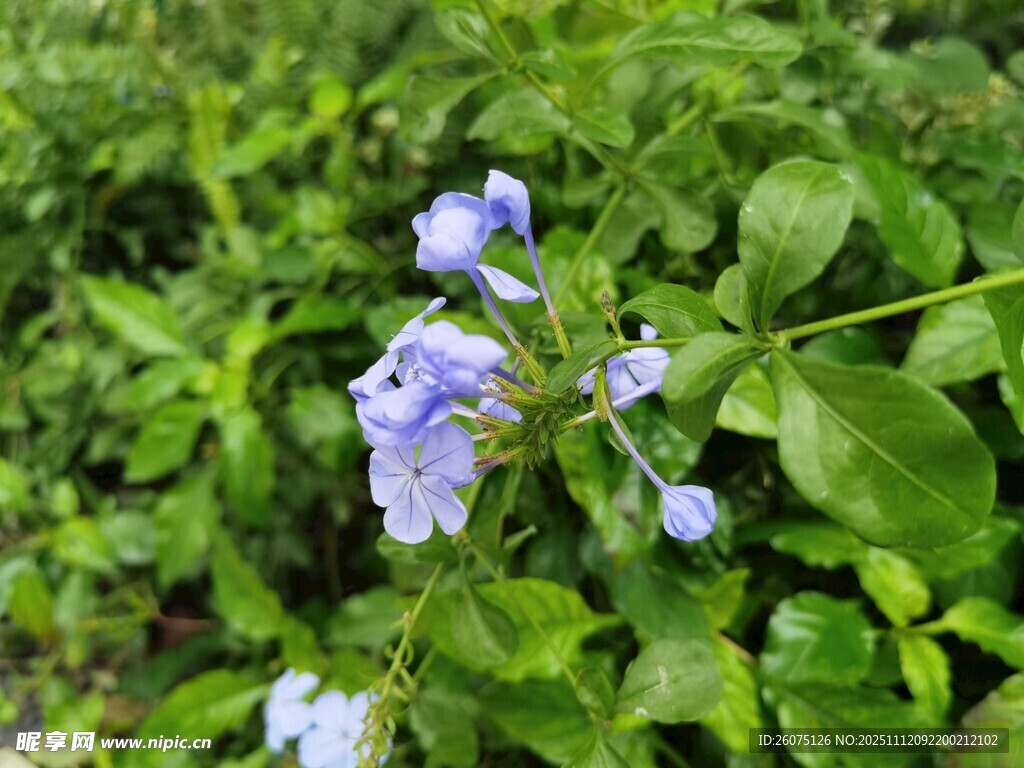 綠葉間綻放的淡紫色小花