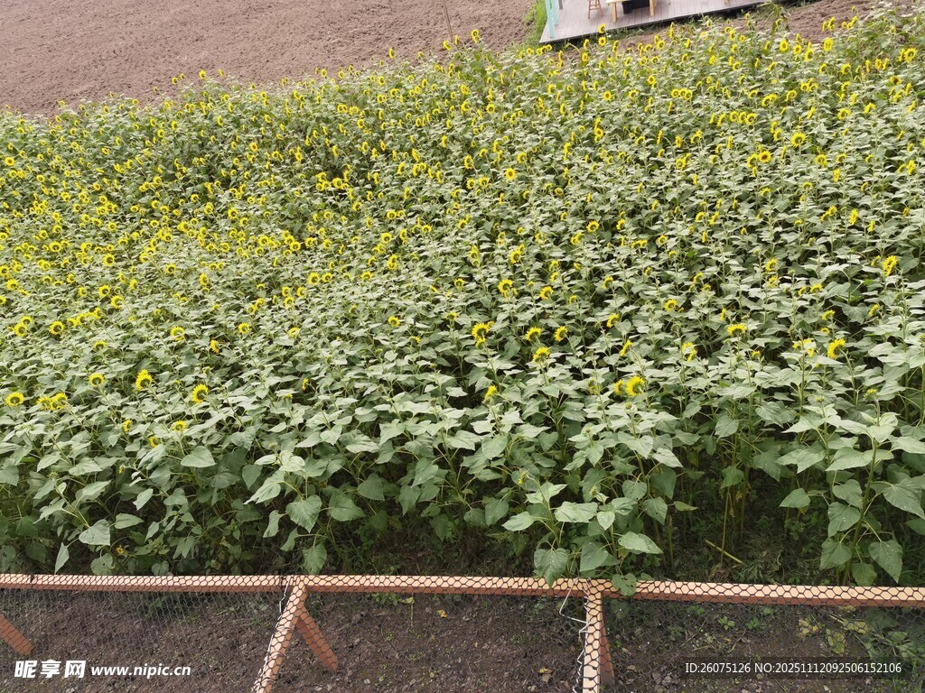 溫室中的嫩綠植物