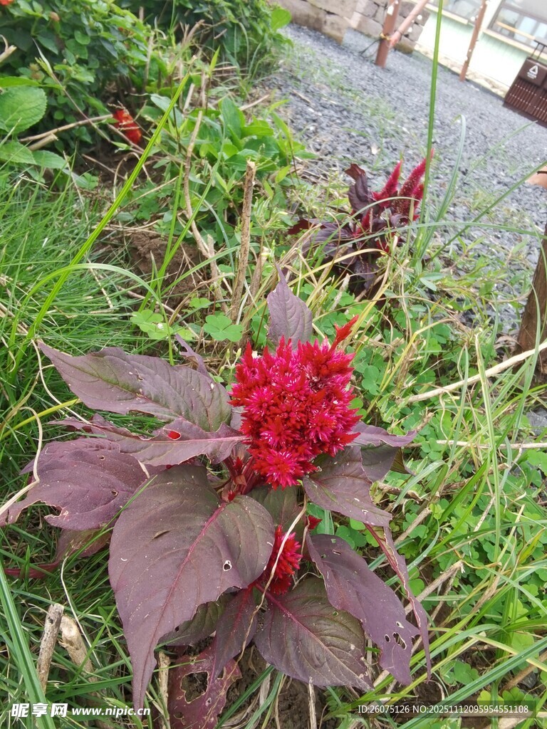 艷麗紅穗花綻放綠葉間