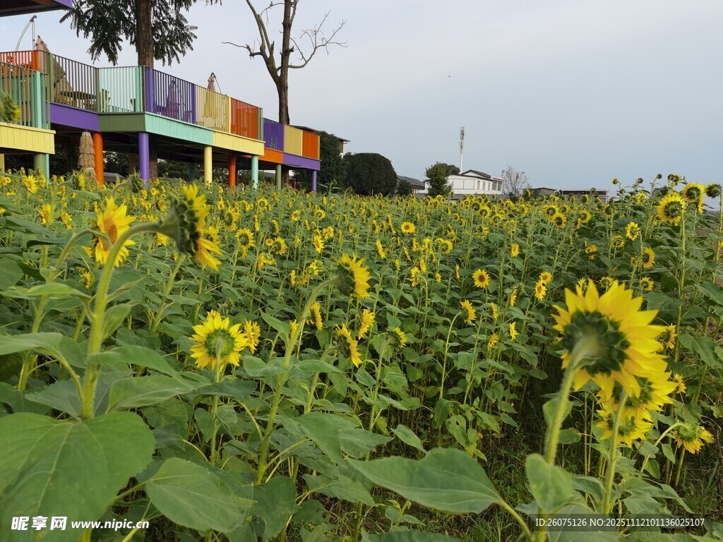 向日葵花海與彩色建筑