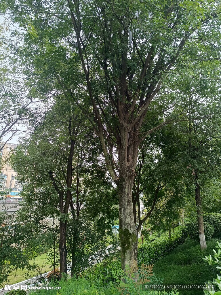 山林中的繁茂樹木