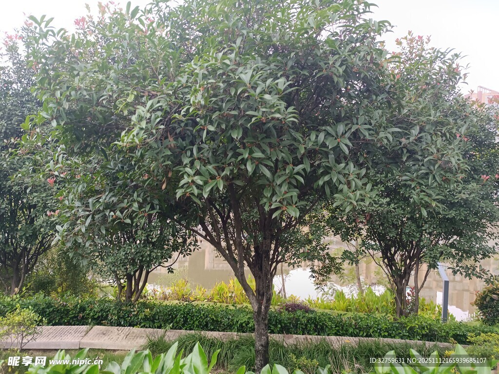 公園中蔥郁的樹(shù)木景觀