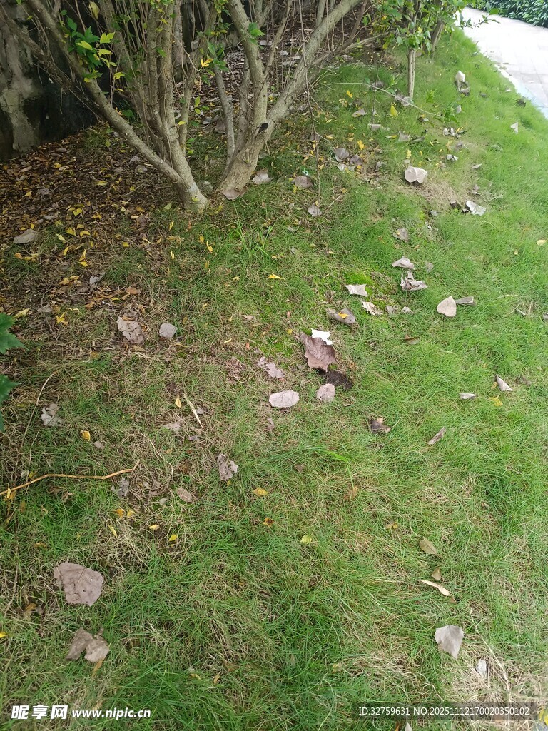 草地旁的碎石與綠植