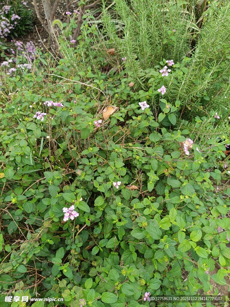 繁茂綠植中的白色小花