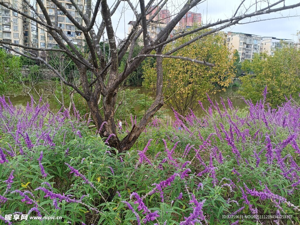 紫色花海中的孤樹