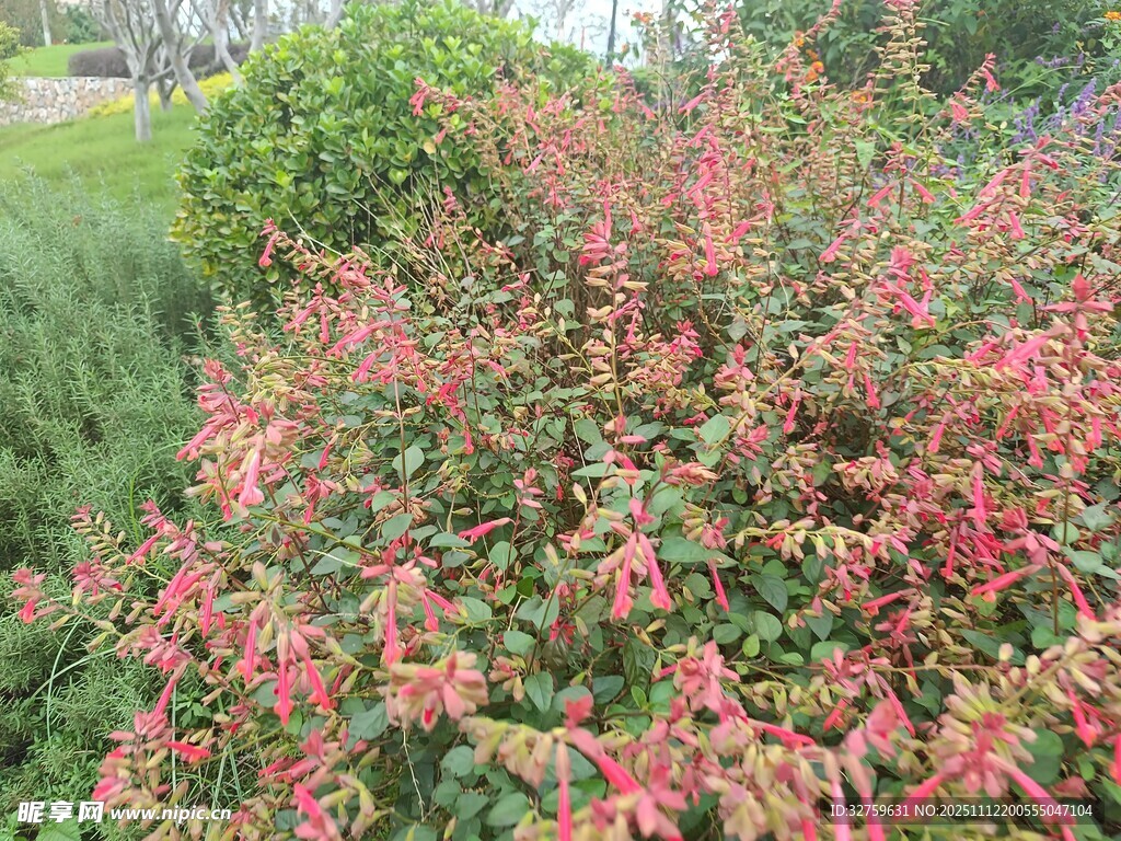 鮮艷花叢中的多彩植物