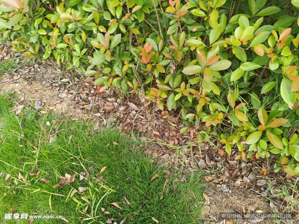 綠葉與草地的自然景致