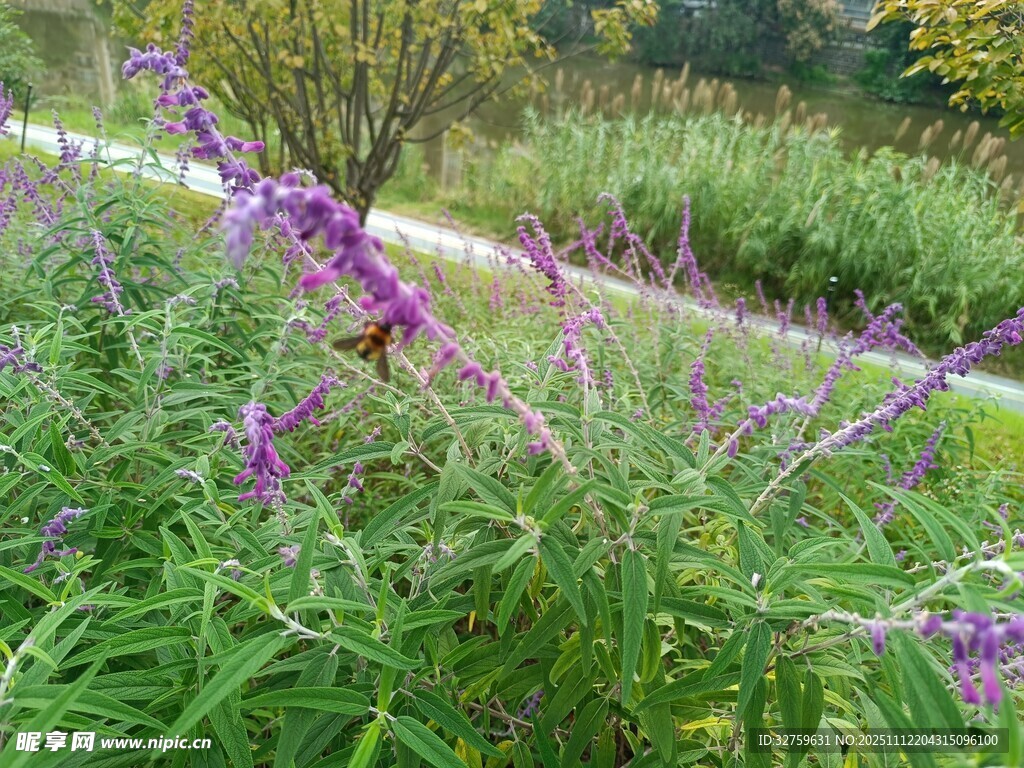 紫色花卉綻放于綠意間