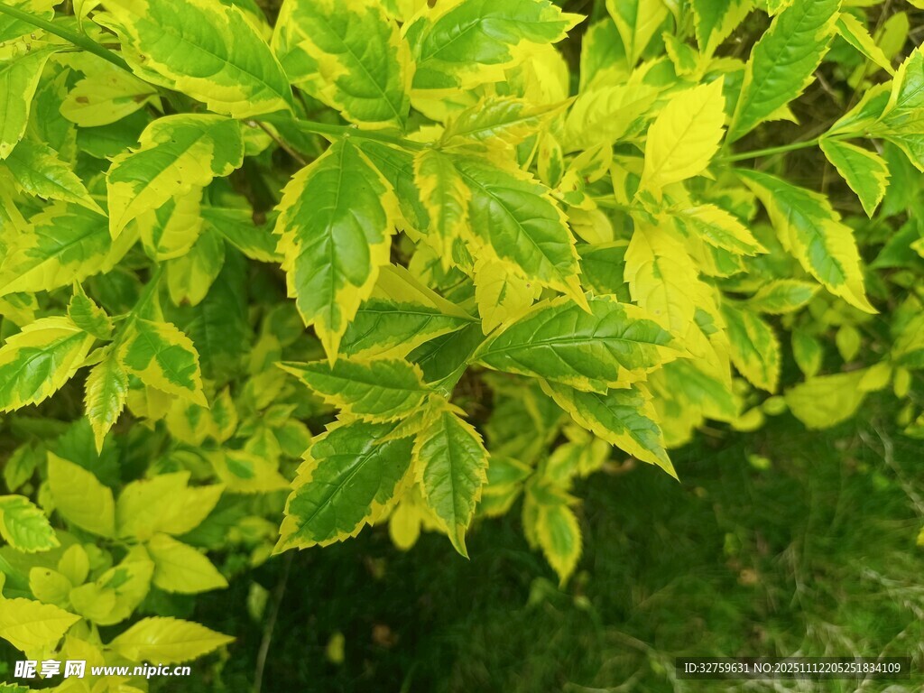 黃綠相間的斑斕葉片