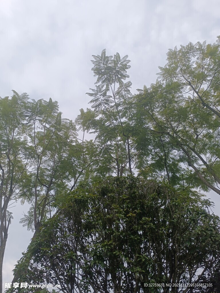 雨中蔥郁樹木景觀