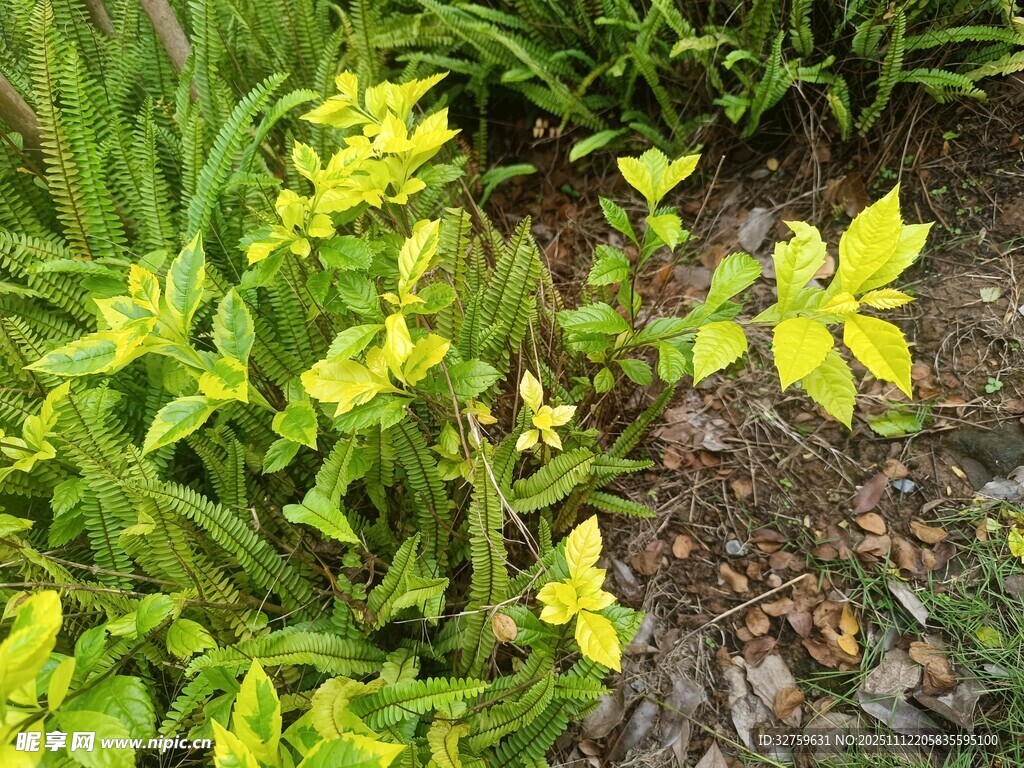 綠葉黃花的自然景致