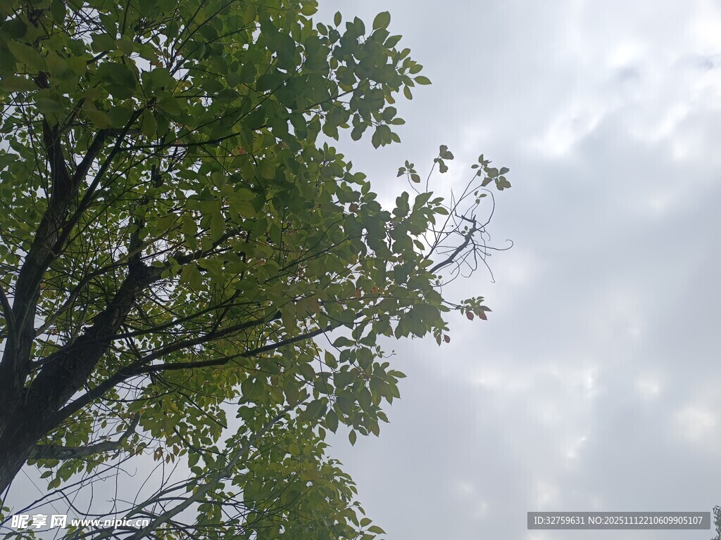 仰視綠樹與天空美景