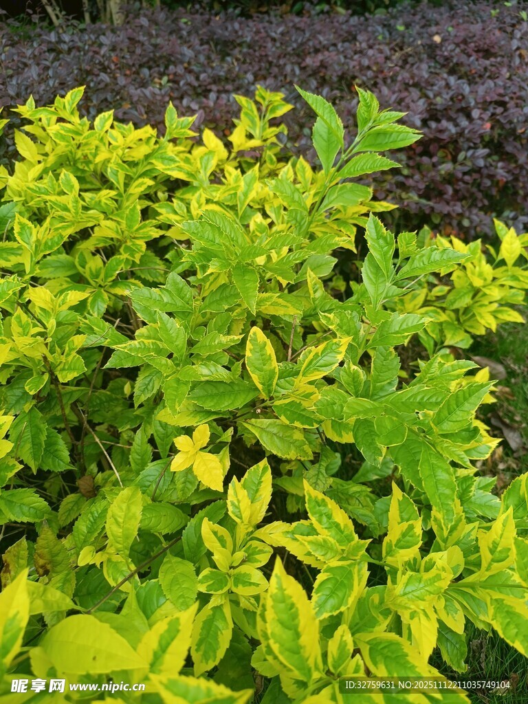 翠綠鮮亮的生機植物