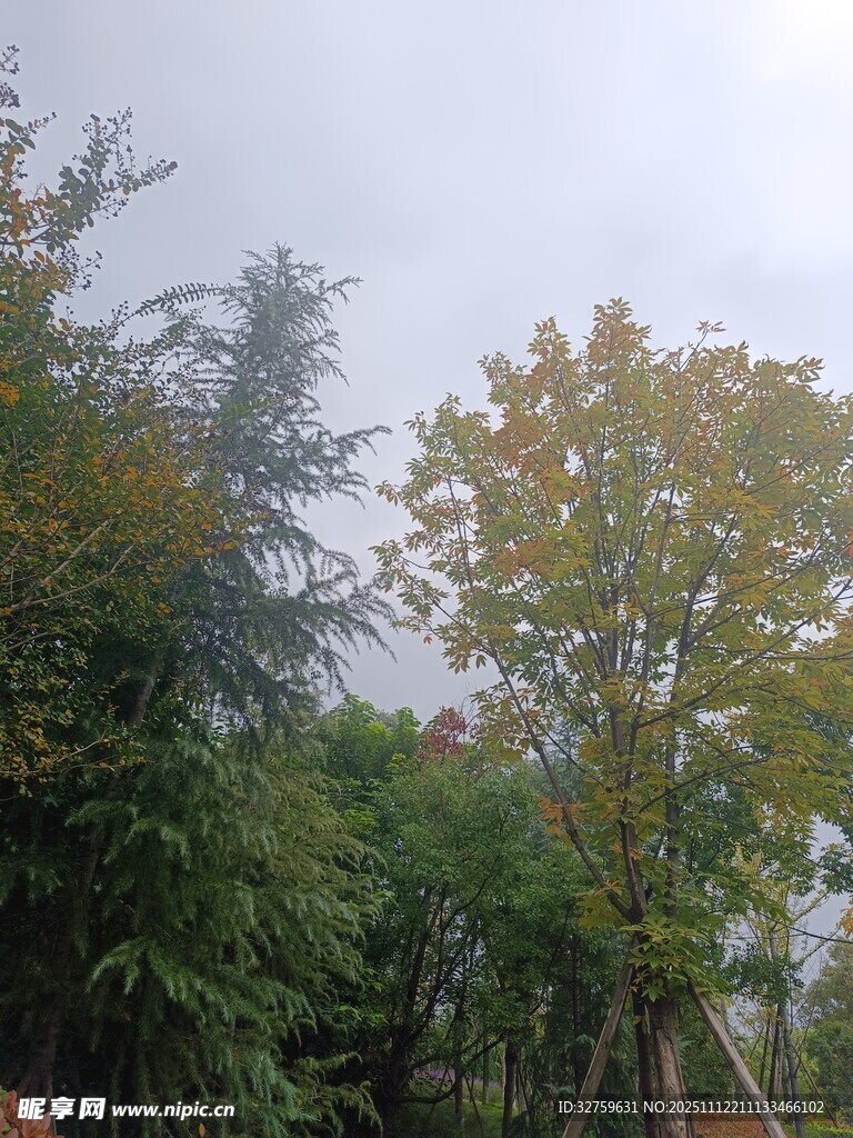 戶外蔥郁樹(shù)林景觀