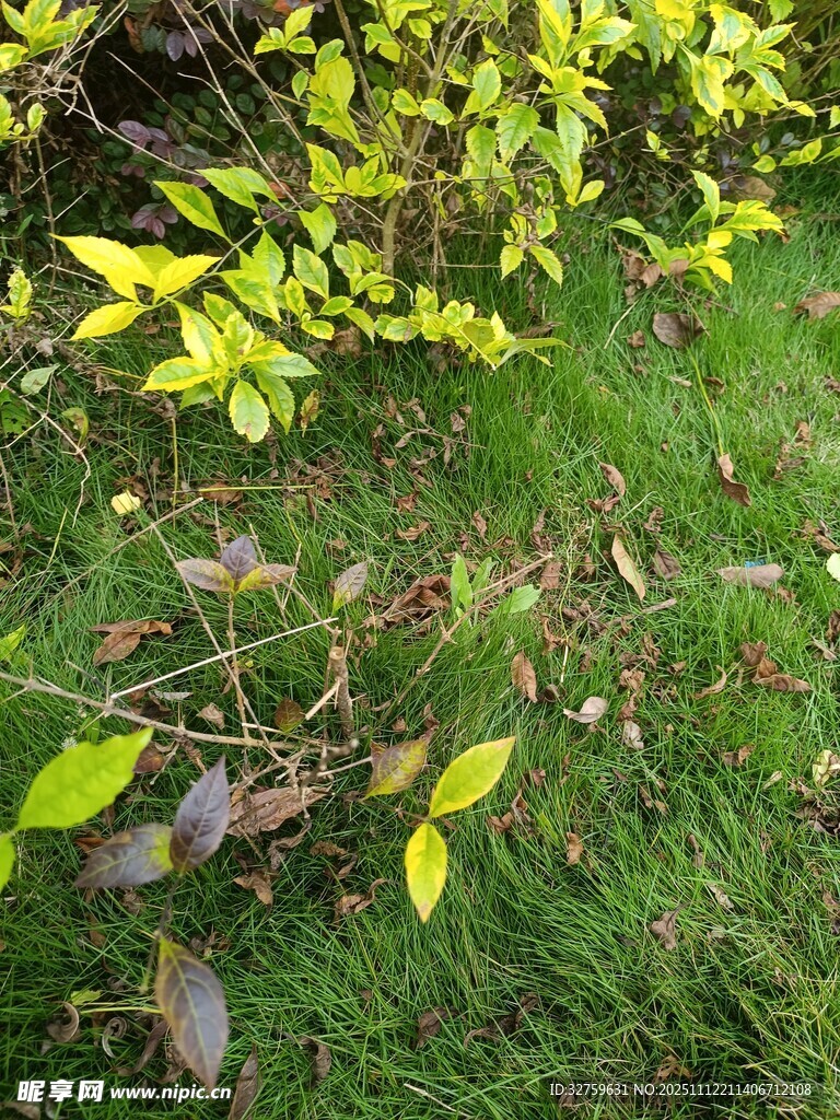 嫩綠枝葉鋪于翠綠草地