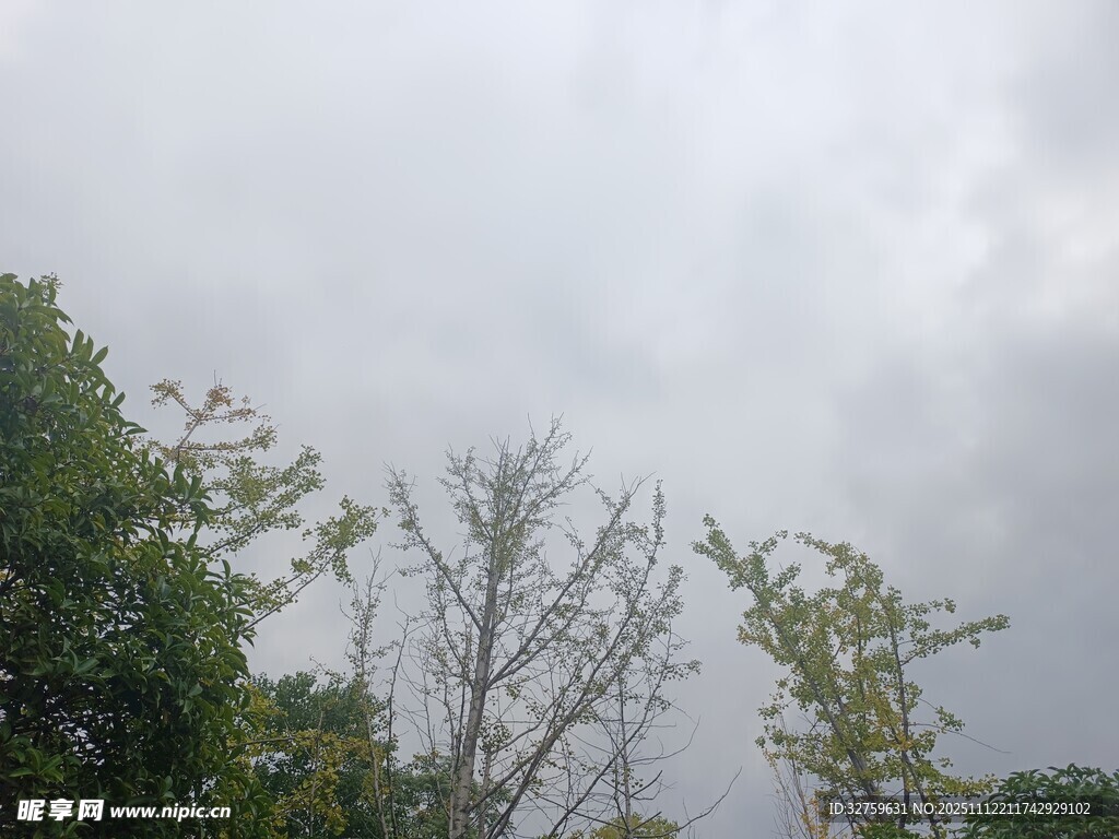 陰天中的樹(shù)木景象