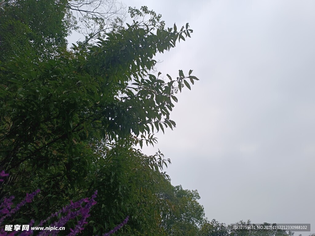 繁茂綠植與紫色花卉景觀