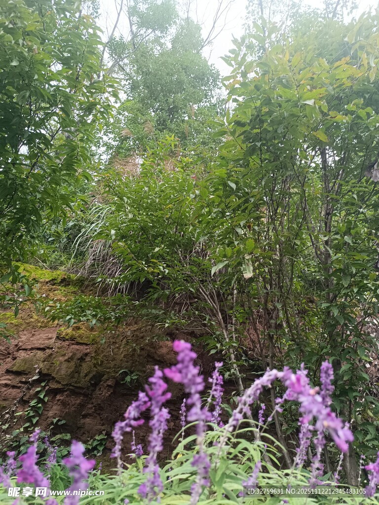 林間綻放的紫色花卉景觀