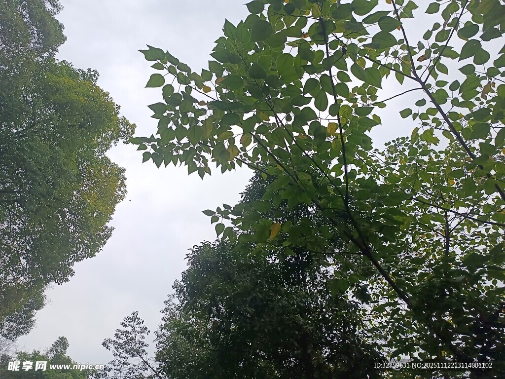 林間樹梢的綠意景致