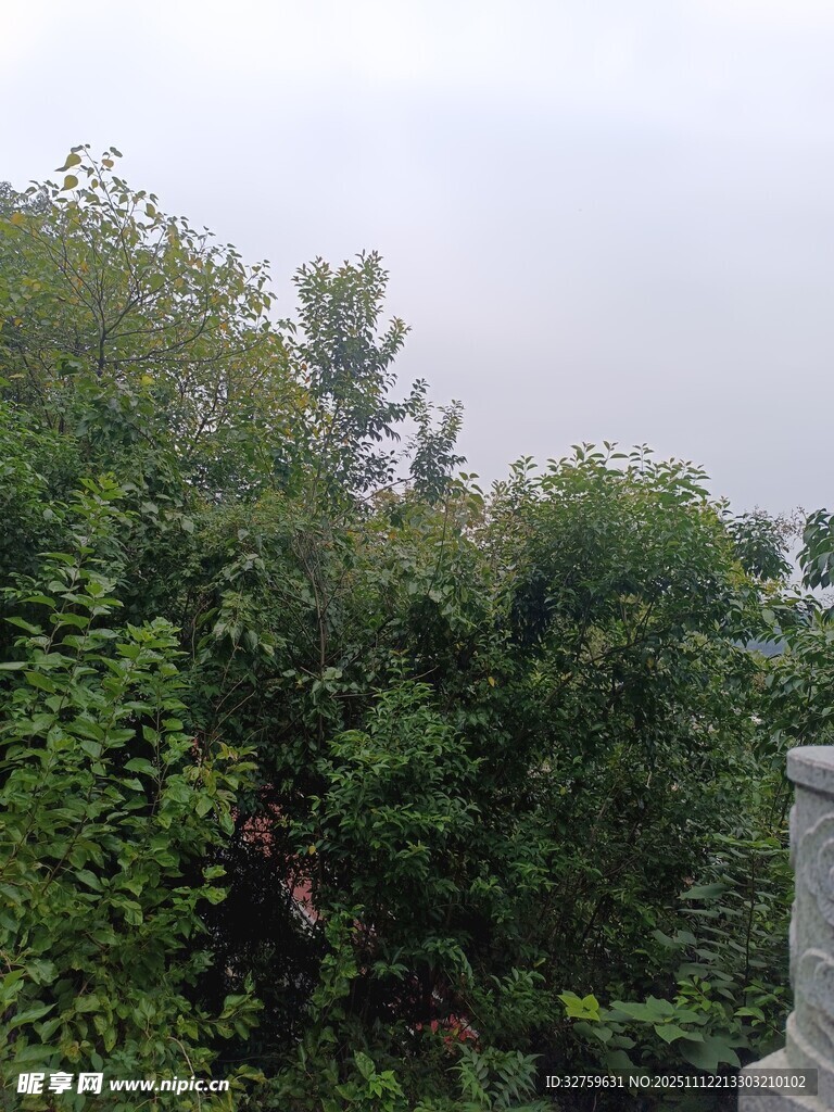 綠意盎然的戶外景致