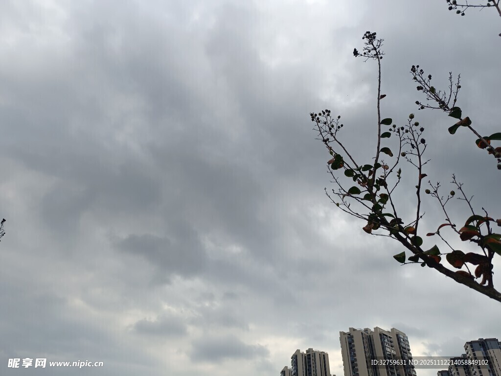 陰天樹枝與遠處高樓