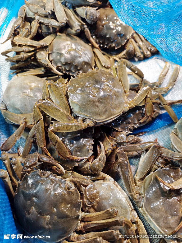 大閘蟹