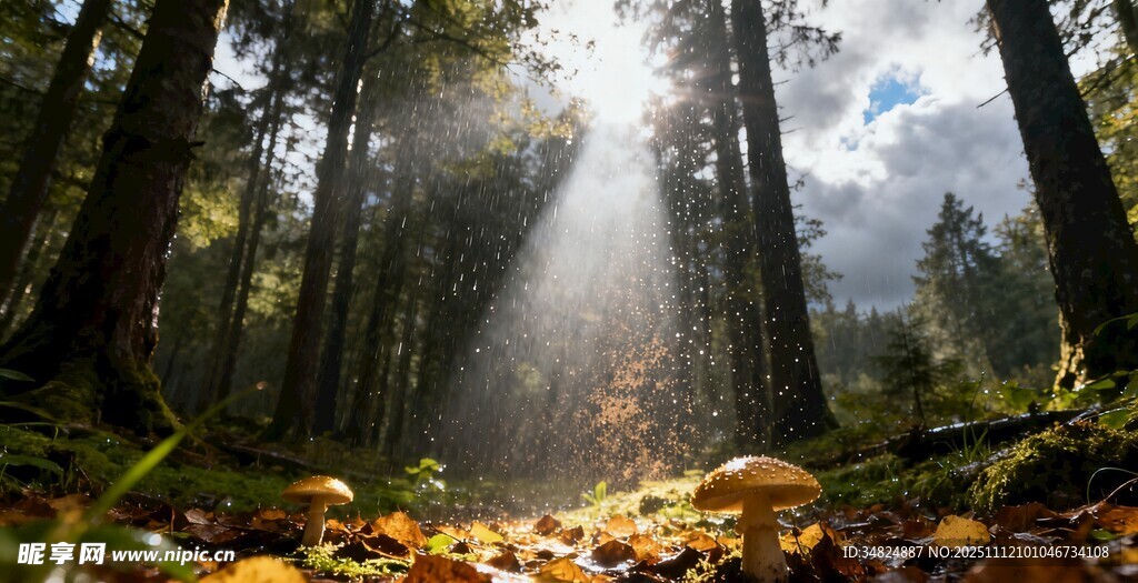 陽光灑落的秋日森林