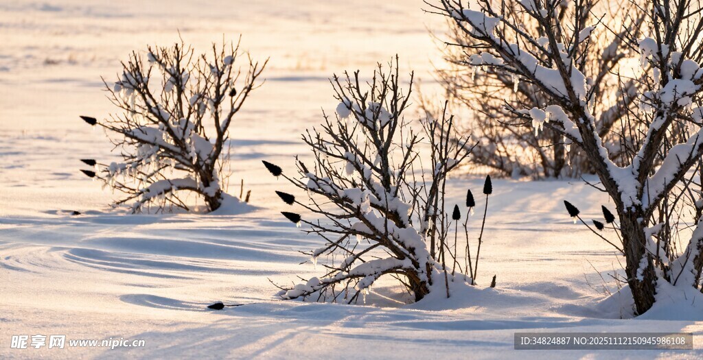 冬日雪野中的枯樹(shù)景觀