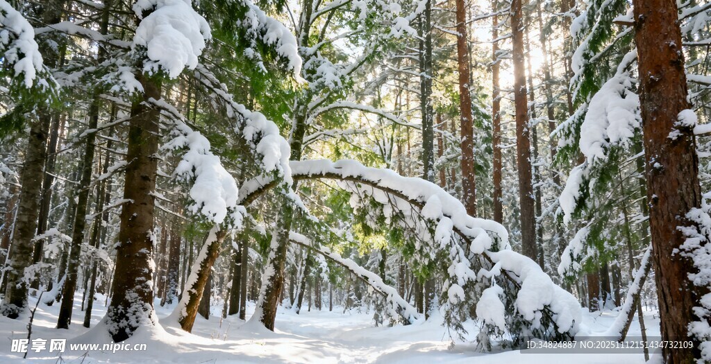 冬日雪覆森林美景