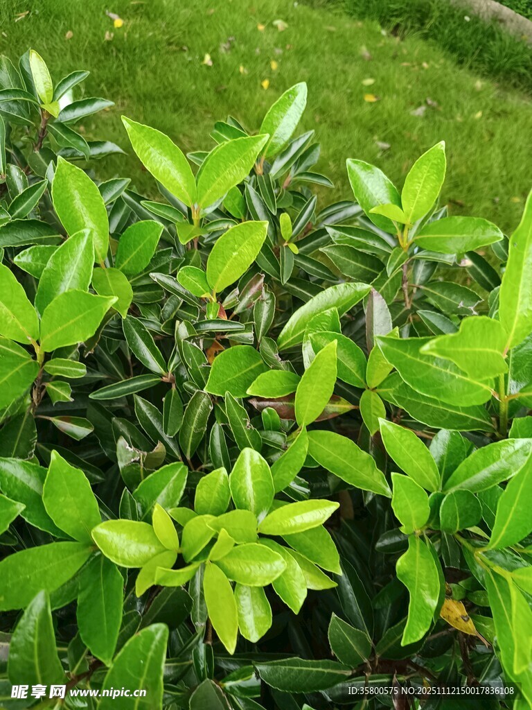 翠綠葉片的清新植物