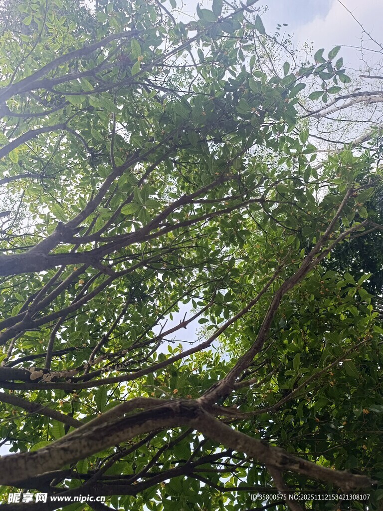 繁茂大樹(shù)的交錯(cuò)枝干