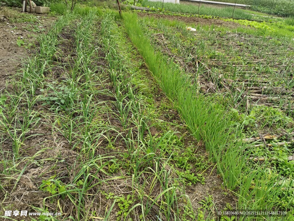 田間嫩綠秧苗生長景象