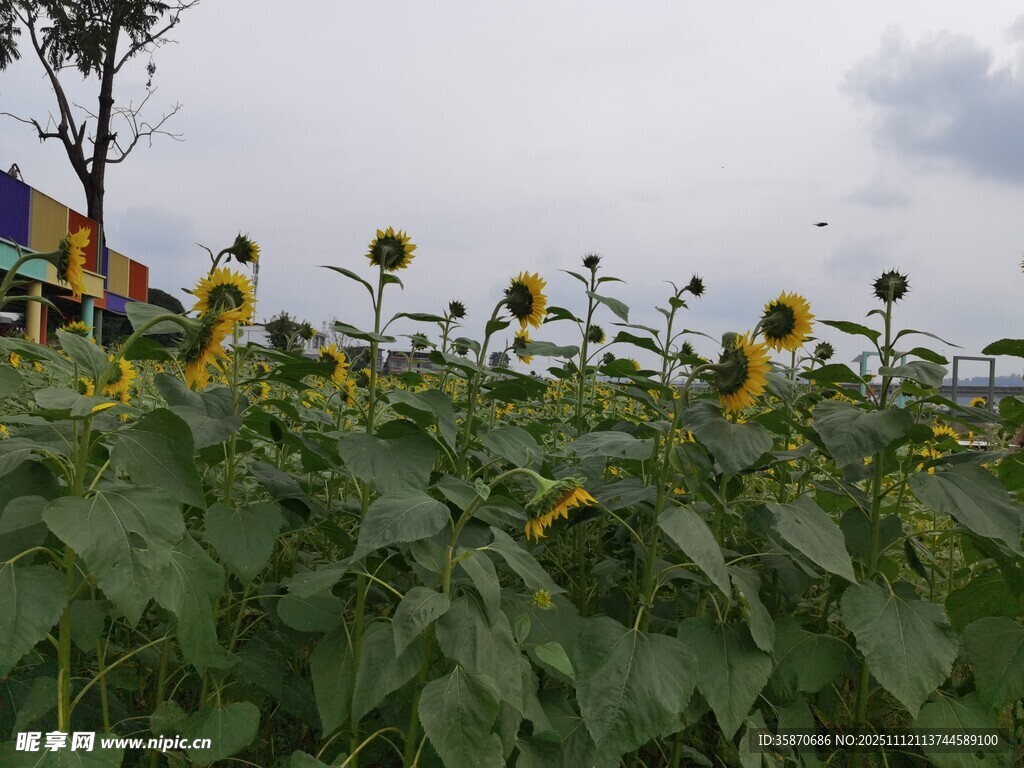 向日葵花海綻放的燦爛
