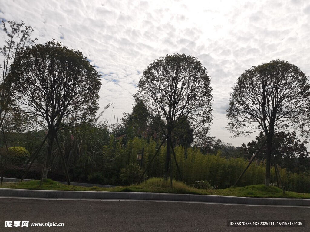 道路旁的三棵挺拔樹木