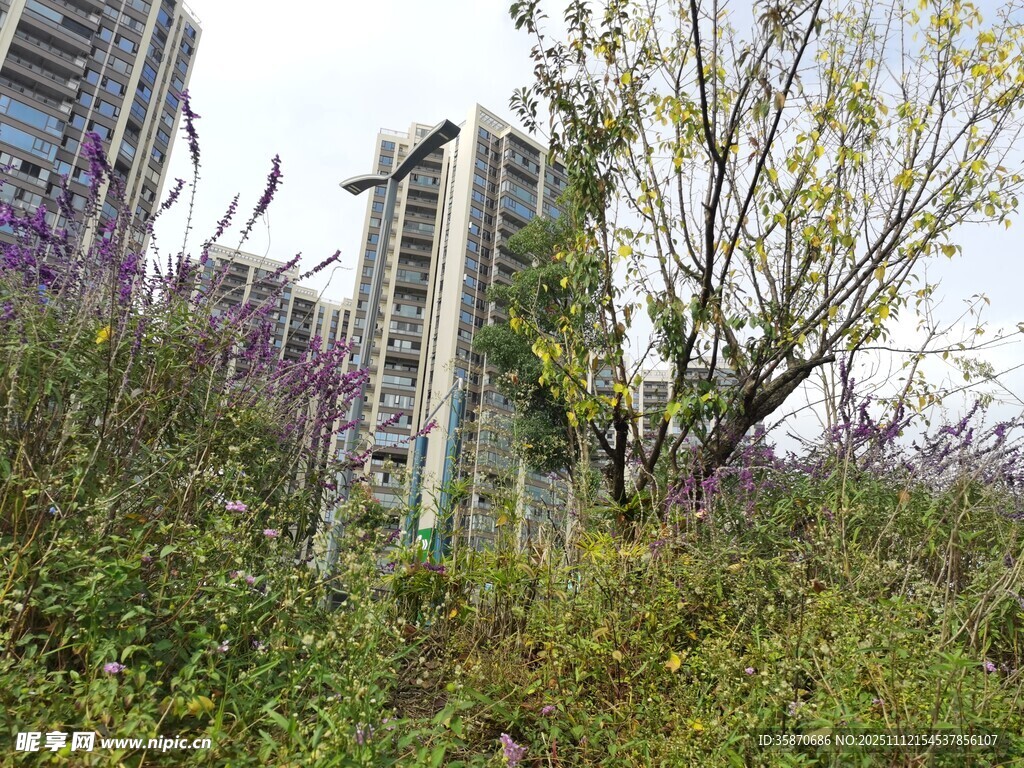 城市中繁茂的花草與高樓