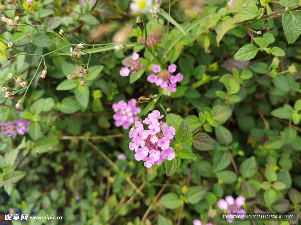綻放的粉色小花