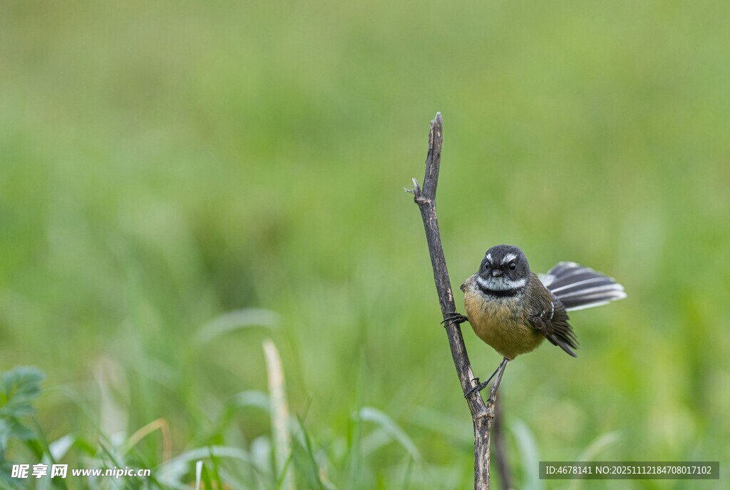 枝頭小鳥(niǎo)展翅瞬間