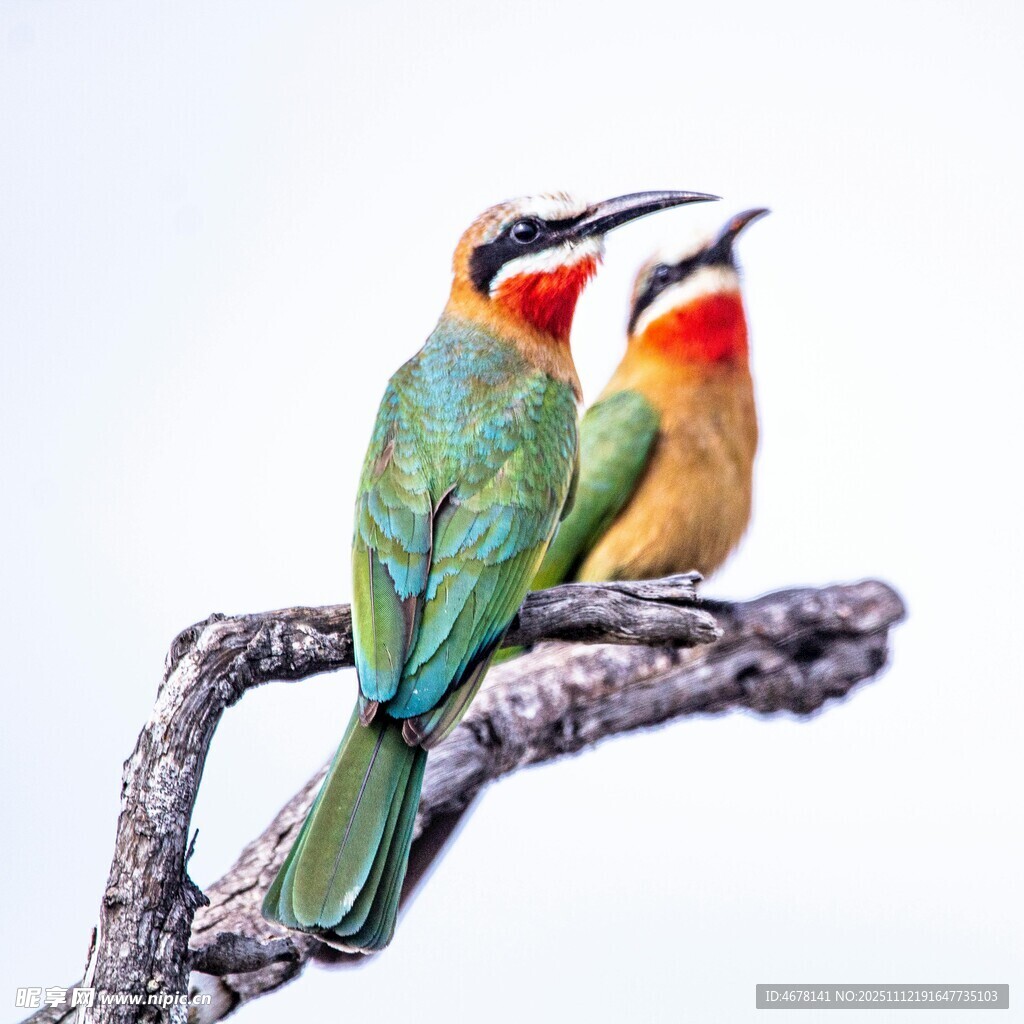 枝頭雙彩鳥靈動展風姿