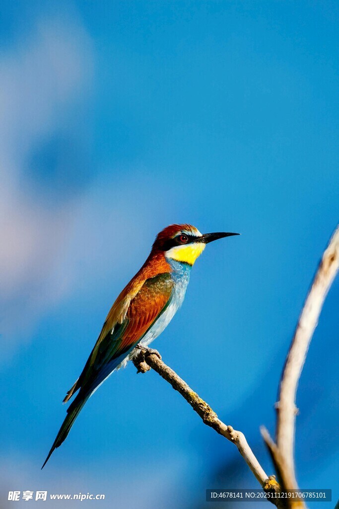 彩羽蜂虎棲于枝頭