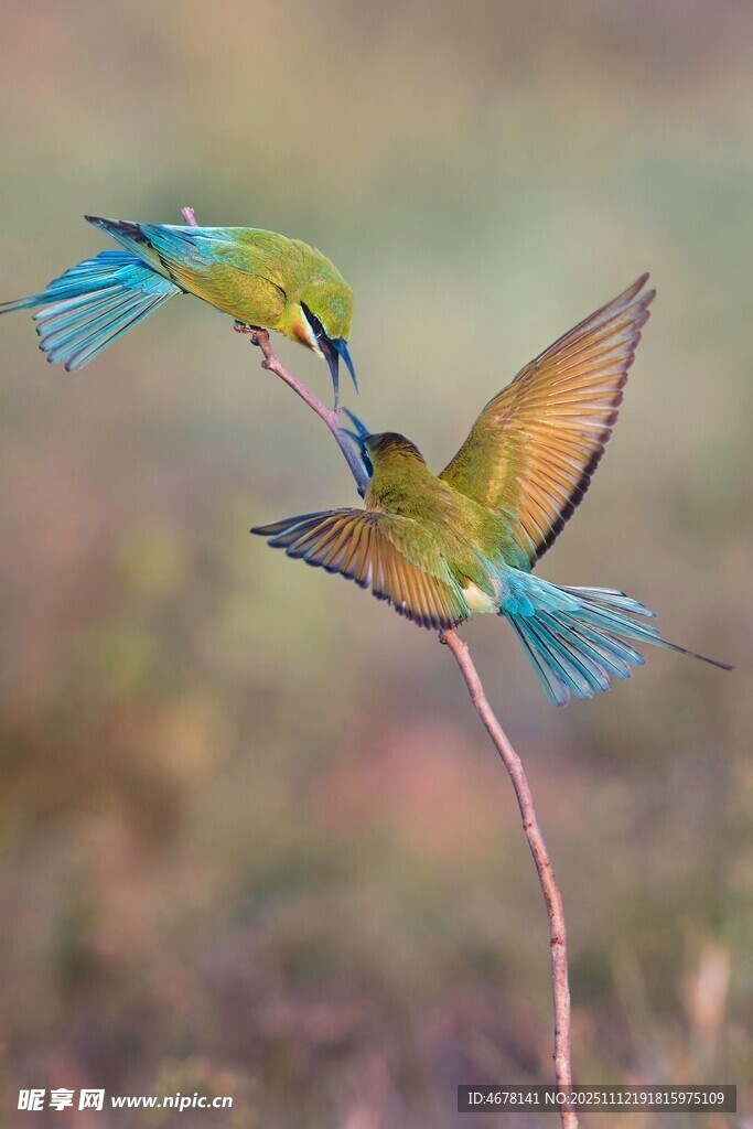 雙鳥枝頭嬉戲瞬間