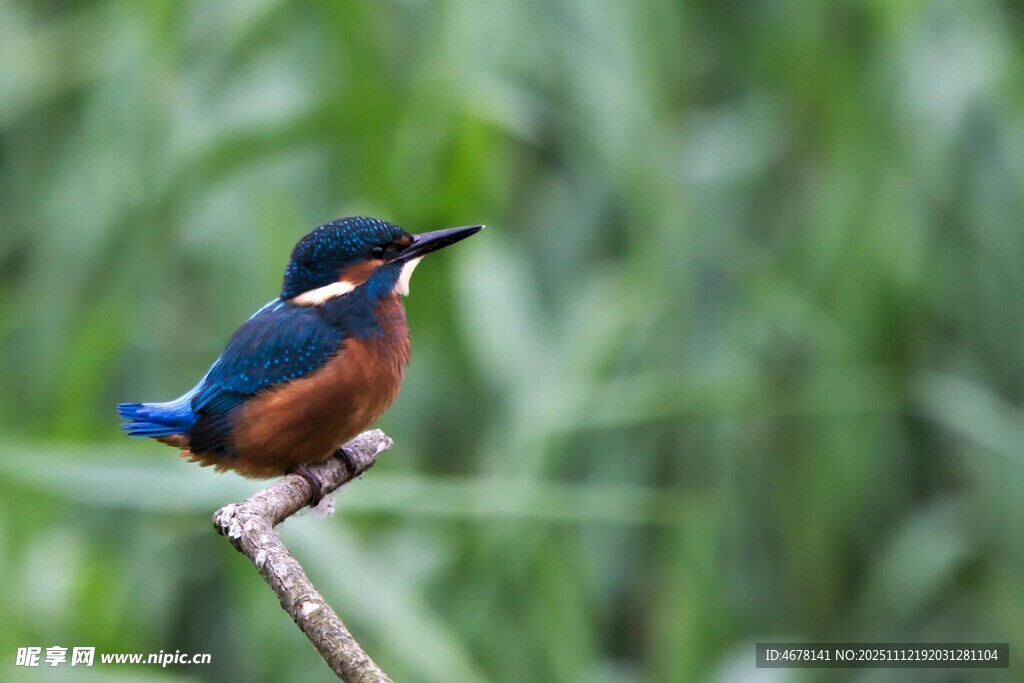 棲息枝頭的美麗翠鳥